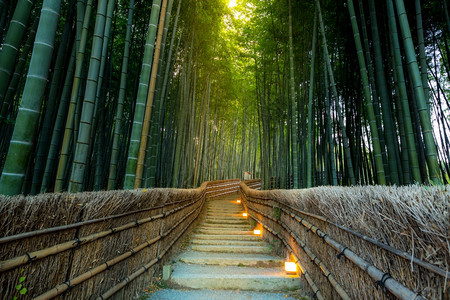日本京都的青山竹林图片