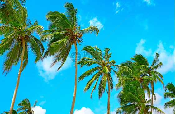 蓝天背景上的高棕榈图片