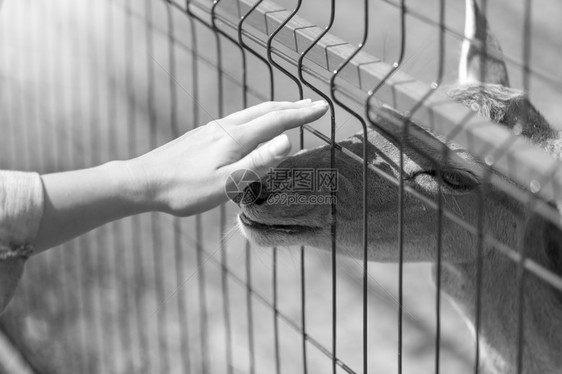 动物园金属栅栏中手抚鹿的黑白图象图片