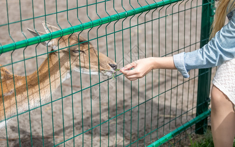 在动物园中喂鹿的女子图片