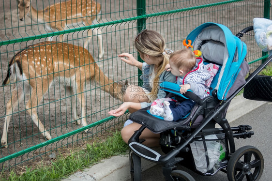 快乐的年轻母亲和九个月大的婴儿男孩看着动物园的栅栏穿过鹿群图片
