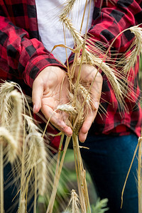 关闭年轻女农民的熟麦耳朵有机食品概念图片