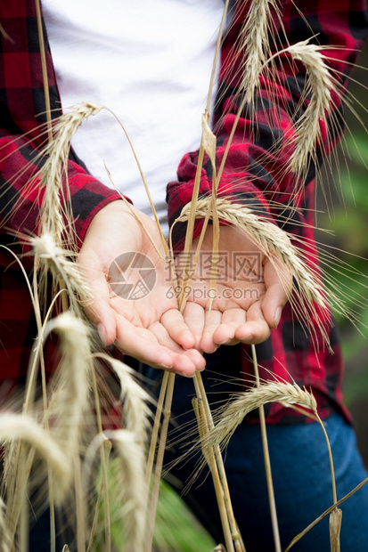 青年女农用熟麦子耳朵握在手上的近距离照片图片