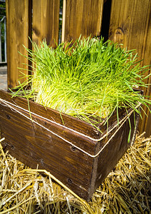 木箱中新青绿草生长的近照图片