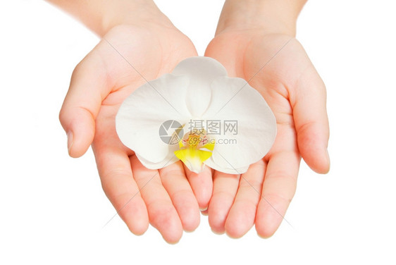 手中的兰花在白上与世隔绝图片