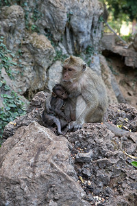 母猴子和有绿色背景的幼猴图片