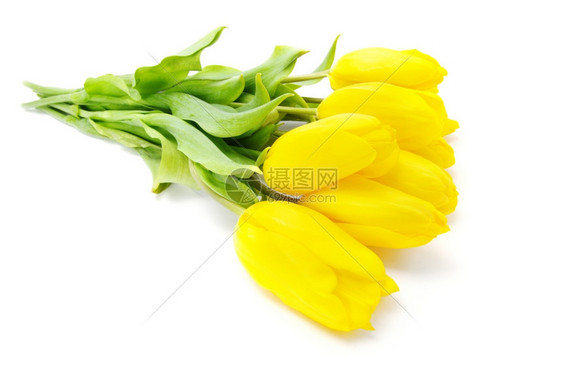 白色背景的黄郁金香图片