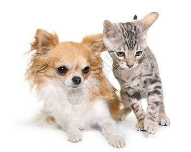 白种背景面前的小猫和Chihuahua图片