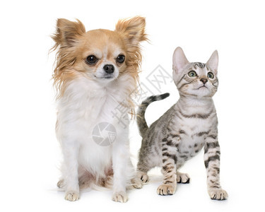 白种背景面前的小猫和Chihuahua图片