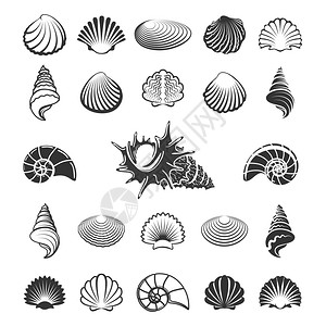 海洋沙壳图标如纳卢斯或扇贝矢量说明图片