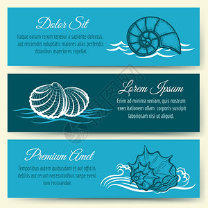 海壳框架横幅矢量海洋滩和壳旅行卡模板图片