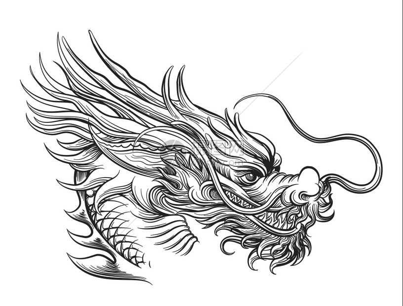 手画龙头白底的龙矢量插图