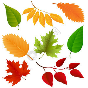 秋色叶设置在白背景上隔离矢量插图图片