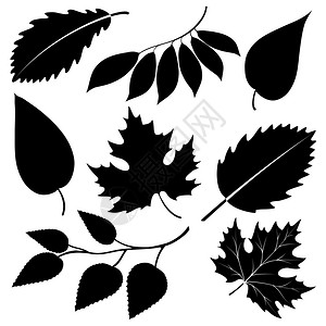 黑色叶子圆形图示图片