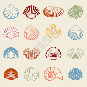 多种颜色的海壳环形光影集成多种颜色的海壳环形光影集成在白色浅地上矢量图示图片
