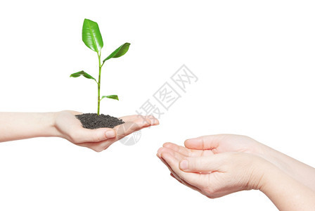握着绿色小植物的人类手新生命概念图片