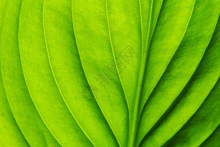 绿叶作为背景的纹理图片