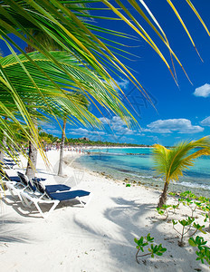 马尔代夫热带海滩鲜有棕榈树和蓝色图片