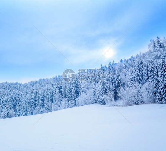 冬季风雪覆盖树木冬季美丽的风景冬季背图片