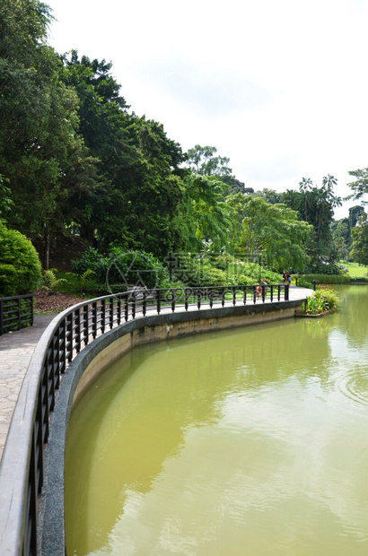SINGAPORREOCT31206年位于公园中的湖周围环绕着绿田和新加坡植物园树木图片