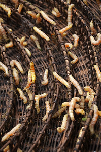 柬埔寨暹粒丝绸农场的虫图片