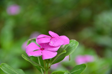 美丽的粉红色鲜花图片