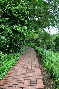 新加坡植物园红砖路绿图片