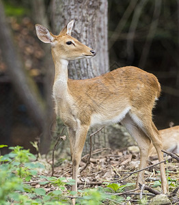 年轻Sambar鹿在自然背景上的图像图片