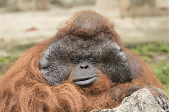 一只大雄猩橙色猴子的影像图片