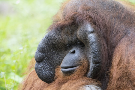 一只大雄猩橙色猴子的影像图片