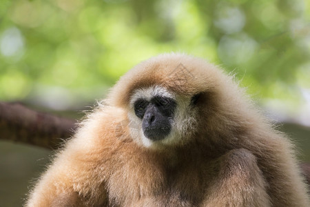 自然背景的Gibbon图像图片