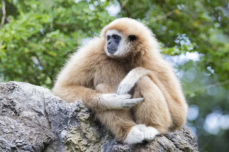 岩石上坐着的Gibbon图像图片