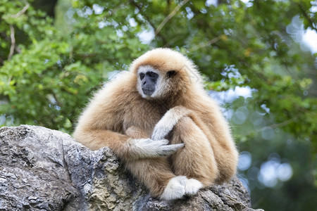 岩石上坐着的Gibbon图像图片