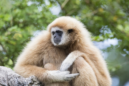 岩石上坐着的Gibbon图像图片