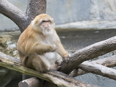 在自然背景上呈现出棕色瑞瑟猴的图像图片
