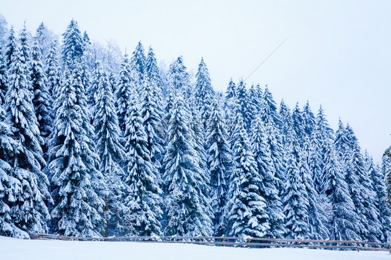 冬季风雪覆盖树木冬季美丽的风景冬季背图片