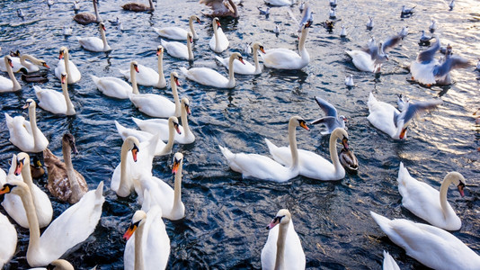白天鹅在湖边的一群图片