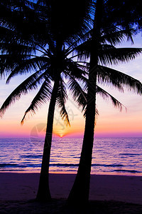 日落风景沙滩棕榈树在热带海滩的周光图片