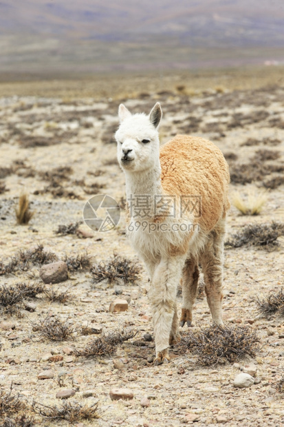 秘鲁安第斯山图片