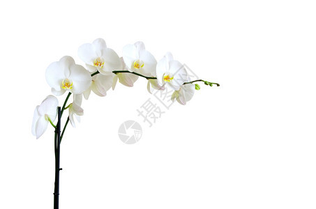 白背景上孤立的花朵图片