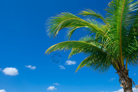 天空上的棕榈树xA天空中的棕榈树xA图片