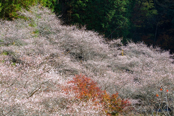 名古屋奥巴拉秋天的风景樱花春日秋朵图片