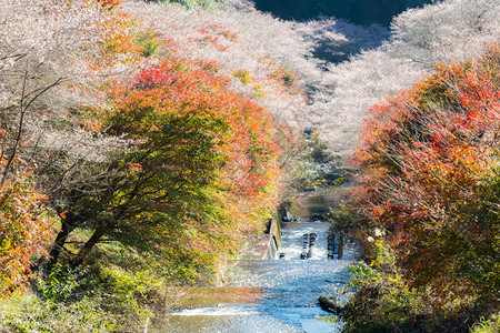 名古屋奥巴拉秋天的风景樱花春日秋朵图片