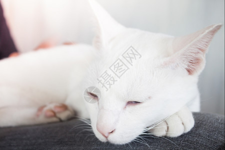 白猫睡在咖啡厅股票照片图片