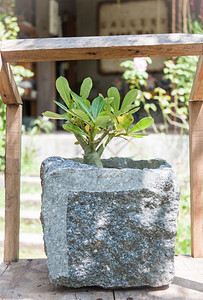 石锅中的绿色植物防晒霜库存照片图片