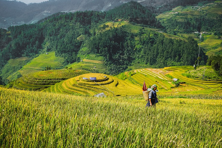 在越南延拜MuCangChaiMuChai和稻田的农民图片