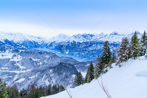 美丽的冬季风景雪覆盖树木图片