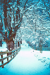 下雪覆盖的树木冬季风景图片