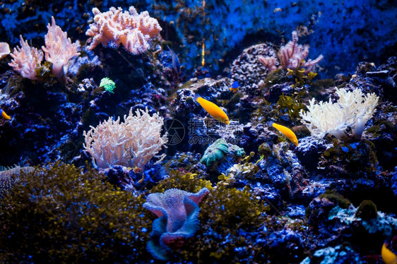 带珊瑚礁和鱼类的热带海洋水下生物的美景图片