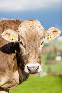健康的奶牛头部肖像图片